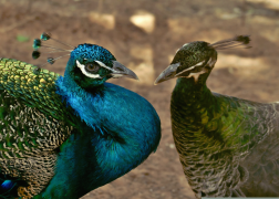burung-merak 9 senarai